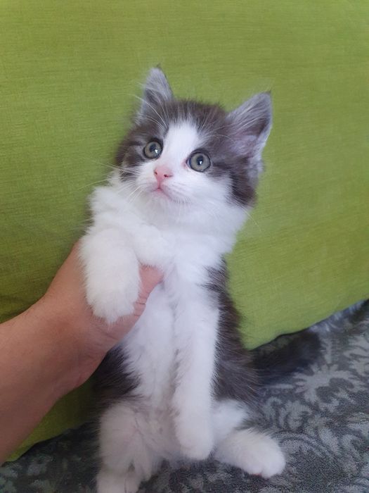Котики муркотики віддам