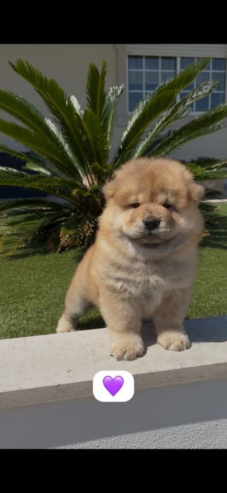Magnífica chow chow fêmea