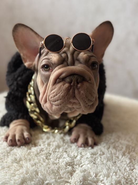 Французький бульдог бигроп вельвет родже тан