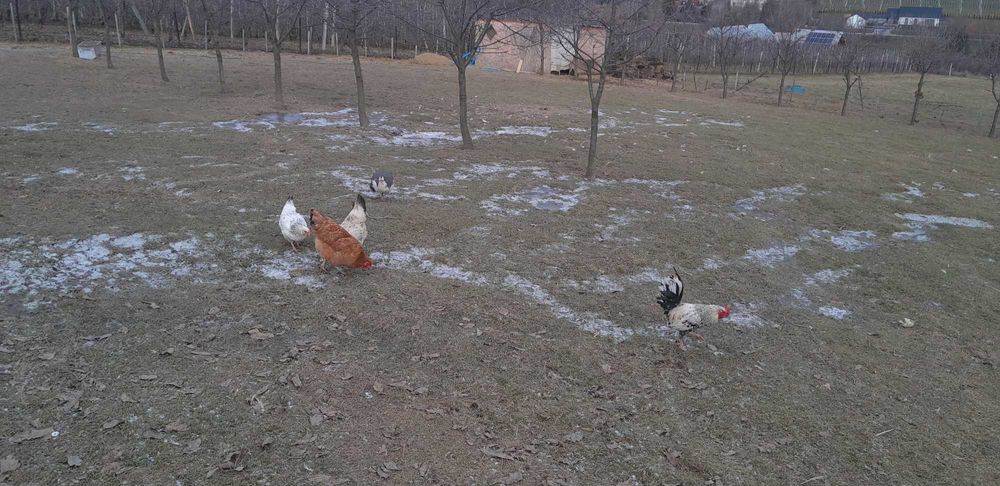 Jajka od kur pasących się w ogrodzie