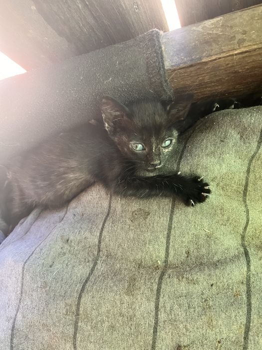 Gatinhos para dar 3 meses