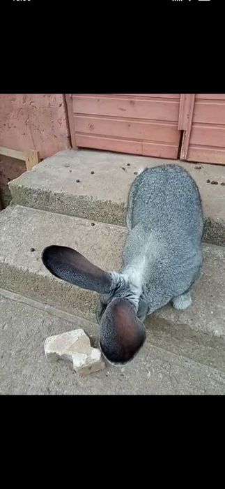 Самець, шиншила..