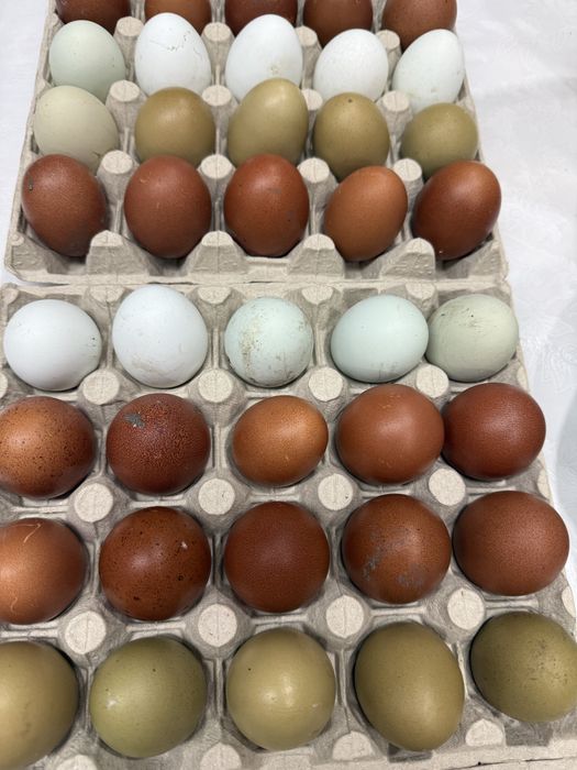 Jaja lęgowe Marans Araucana