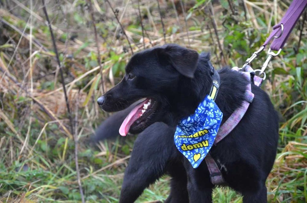 Nero - radosny psi brunecik szuka nowej rodziny! :)