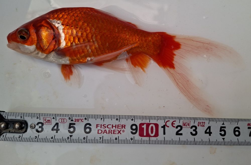 Cometas Goldfish Sarasa XL Para Lago ou Aquário grande