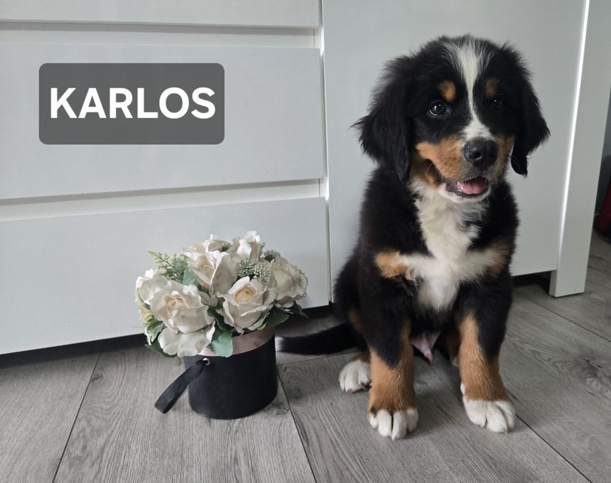 ** Berneński Pies Pasterski ** Pies KARLOS **