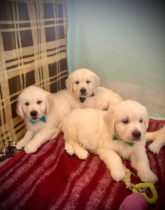 Piękny piesek Golden Retriever- GOTOWY do zmiany domku