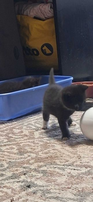 Oddam kocięta w wieku 1 miesiąca