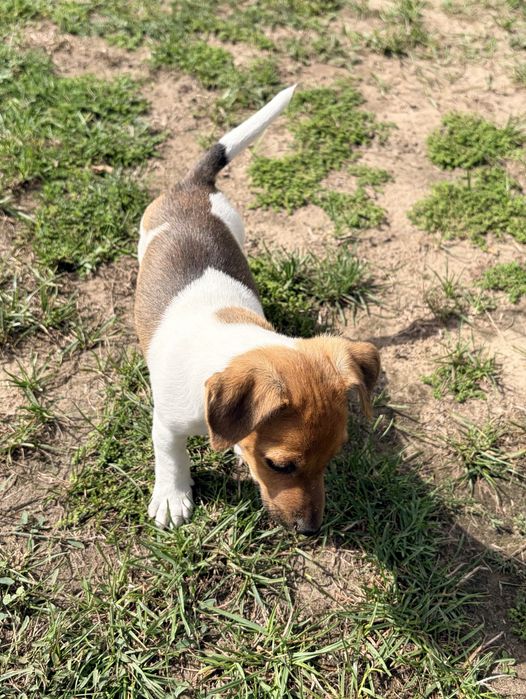 Jack Russell Terrier
