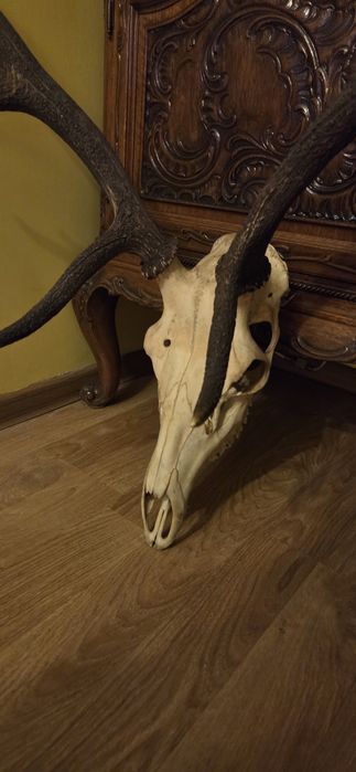 Duże rogi,  bardzo dobry stan