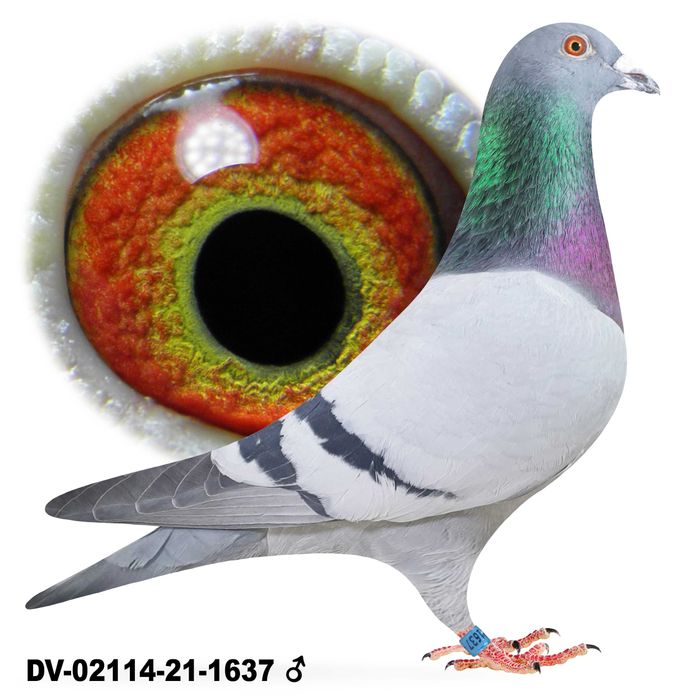 Młode para 94 Leo Heremans Inbred Turo Rossi gołąb gołębie pocztowe