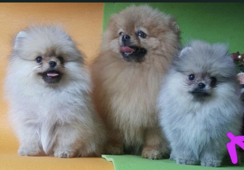 Дівчинка померанськиц шпіц