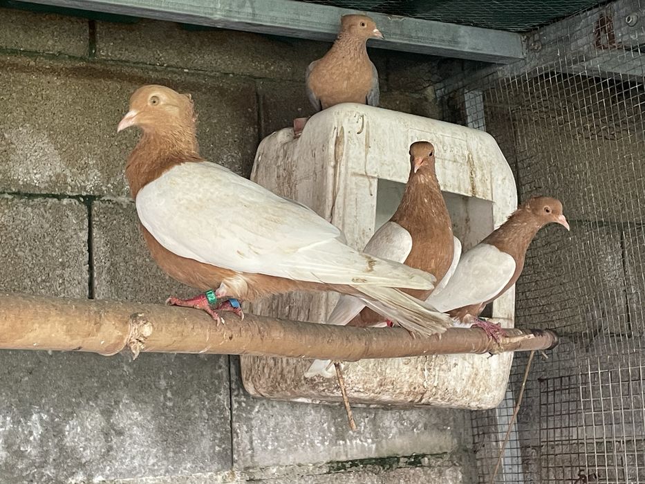 Casal de pombos arcanjos brancos peito dourado