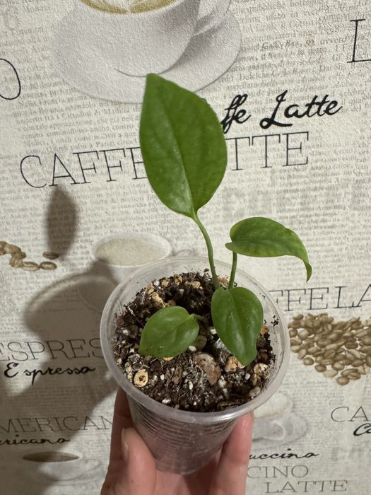 Монстера undetermined