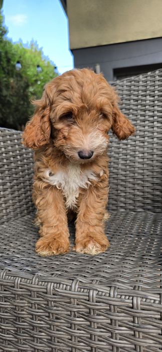 Cockapoo / chłopczyk