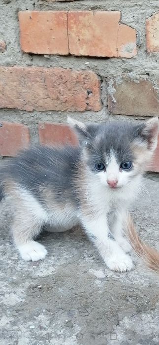 Віддам милих кошенят , на щастя трьох кольорова дівчинка