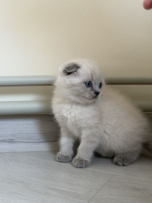 Продаються кошенята!