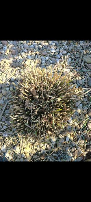 Trawa ozdobna Miskant Chiński