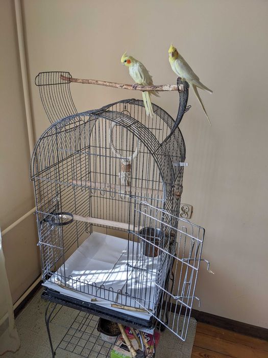 Papugi Nimfy razem z klatką