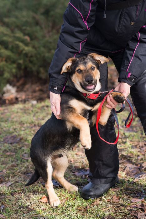 АЛЬФ- Цуценя хлопчик в пошуках родини