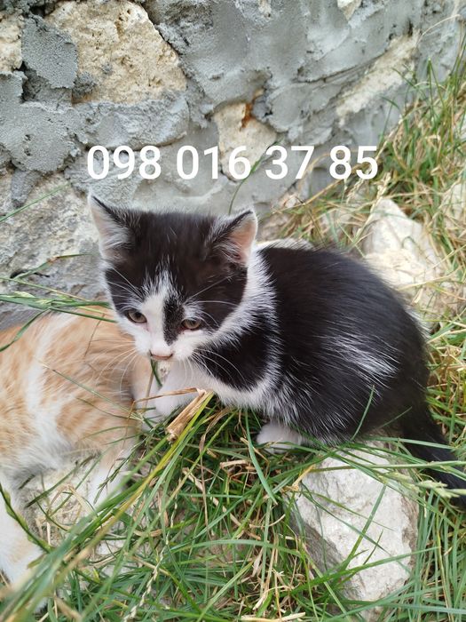Кошенята чорно-біле