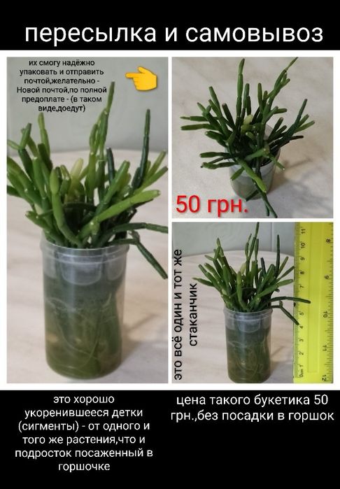 ХАТИОРА - жёлтая