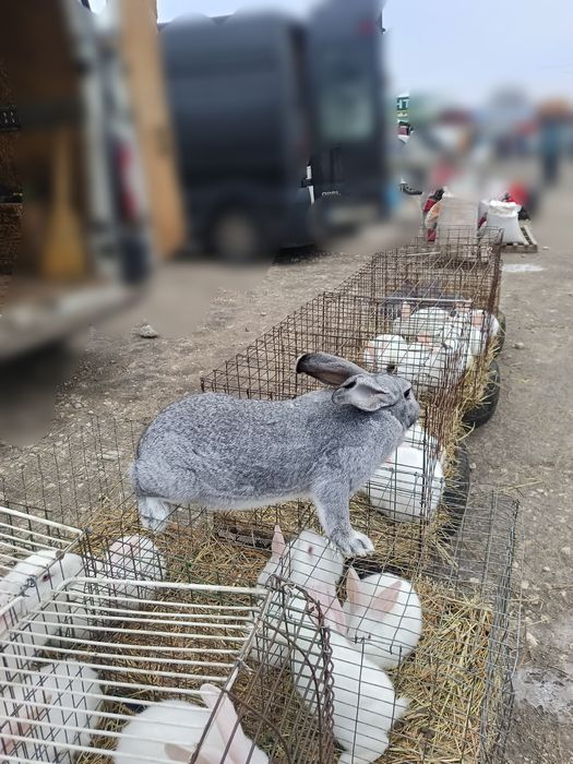 Кролики Термонська біла, Європейська шиншила різного віку
Ціна 190 грн