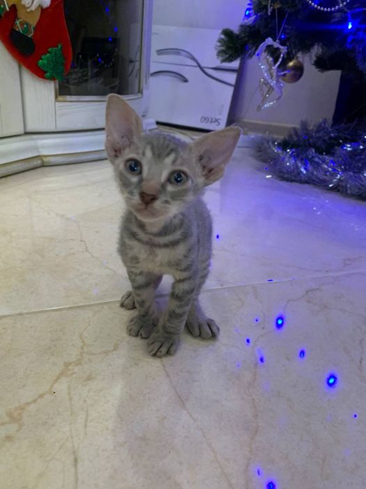 Донской сфинкс браш