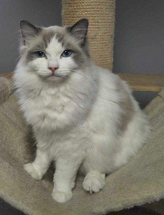 Nieustraszone Uosobienie Elegancji Ragdoll Seal Bicolour | PZF, WCF