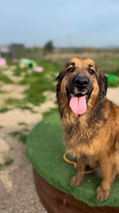 Noah - cadela grande para adoção