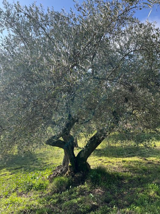 Oliveiras centenárias