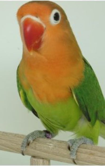 2 Agaponis ficheres igual ao dá foto