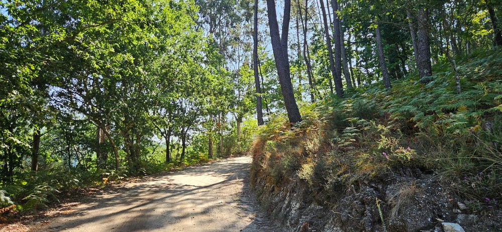 Terreno agrícola com 8.700 m² em Basto (S. Clemente), Celorico de Basto