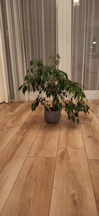 Fikus Benjamin w doniczce