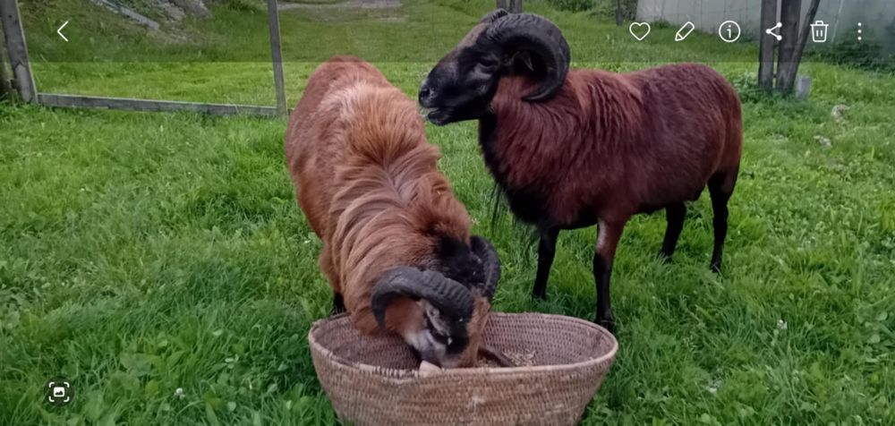 Sprzedam tryki kameruńskie