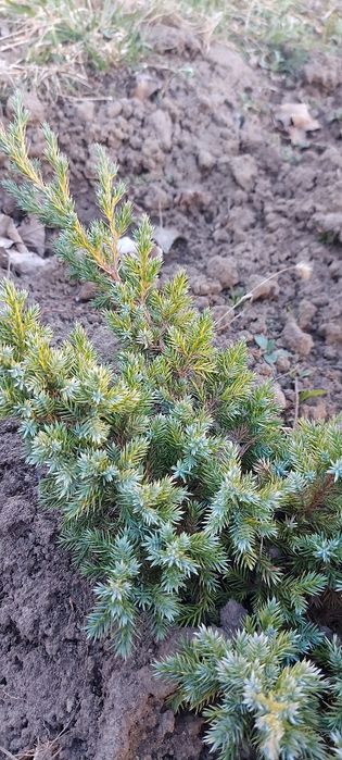 Ялівець лускатий Блю Стар та інші