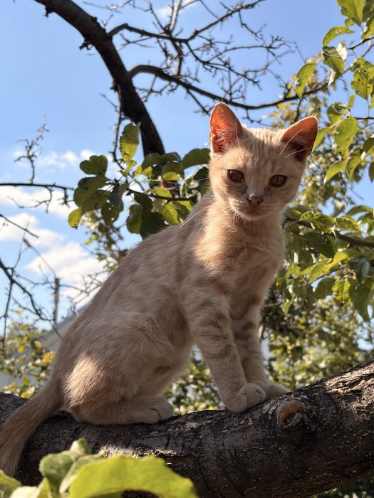 Хлопці шукають сімʼю