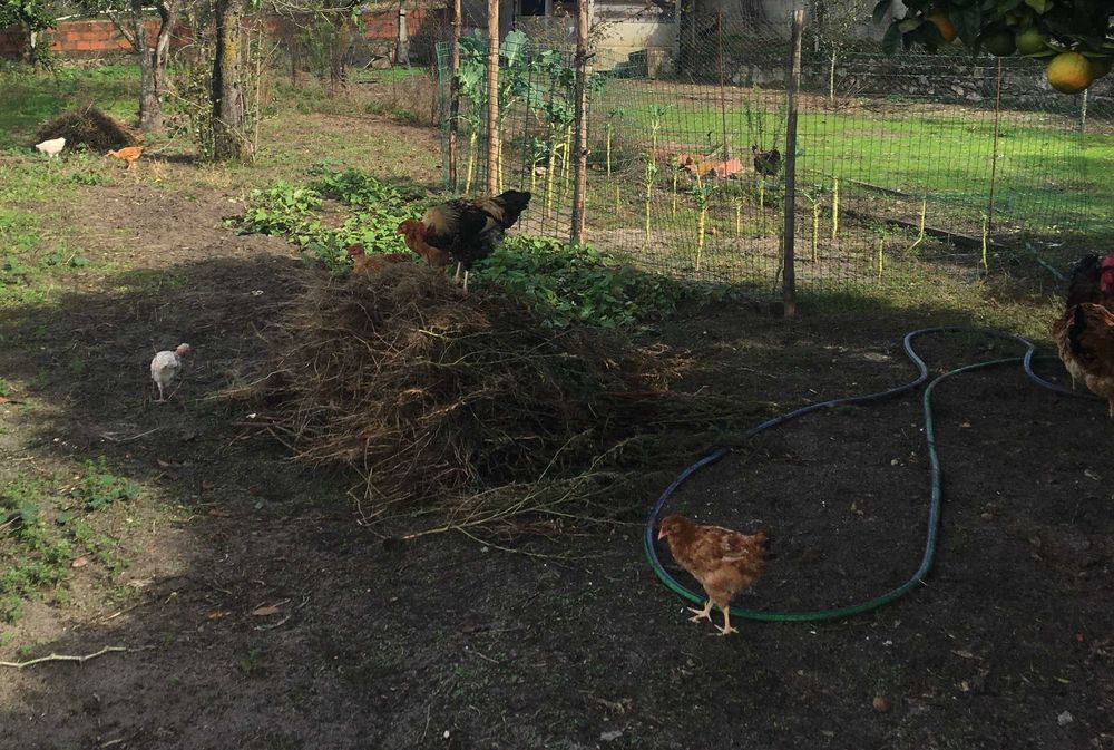 Ovos caseiros frescos- galinhas criadas ao ar livre (1/2 DUZIA)