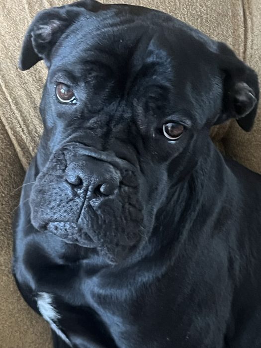 Собака кане корсо