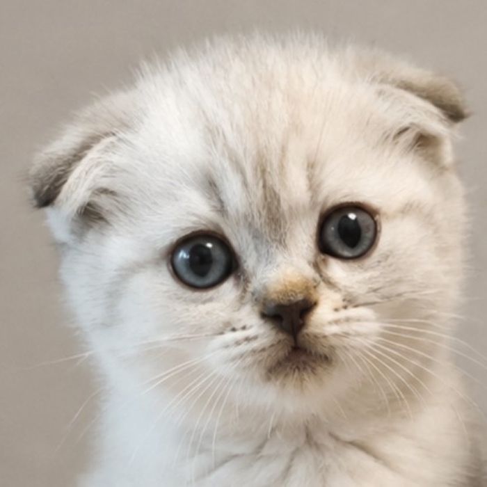 Шотладская белоснежная кошечка
