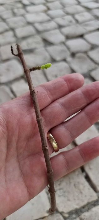 Estaca da Planta Mirra