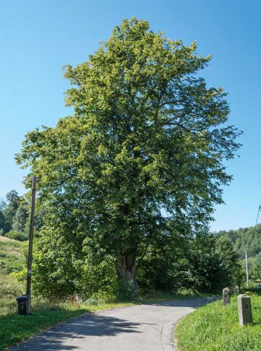LIPA SZEROKOLISTNA - sadzonki  w doniczkach