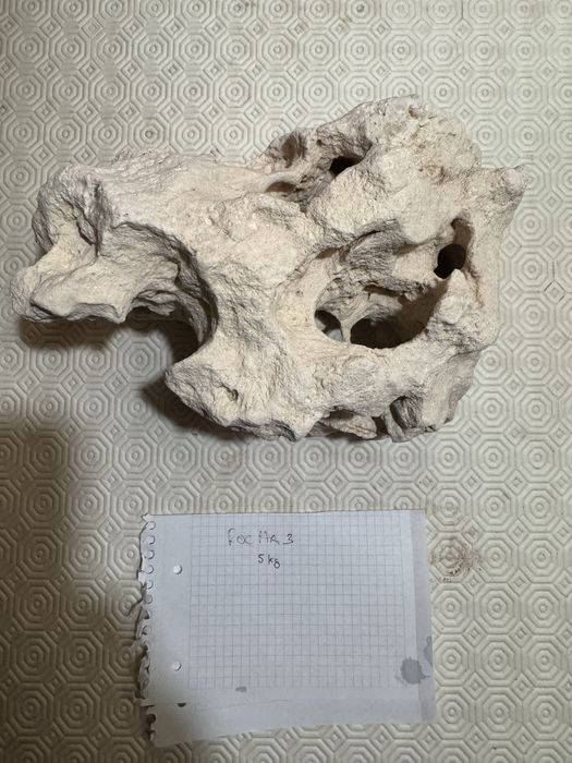 Rochas zanzibar aquario