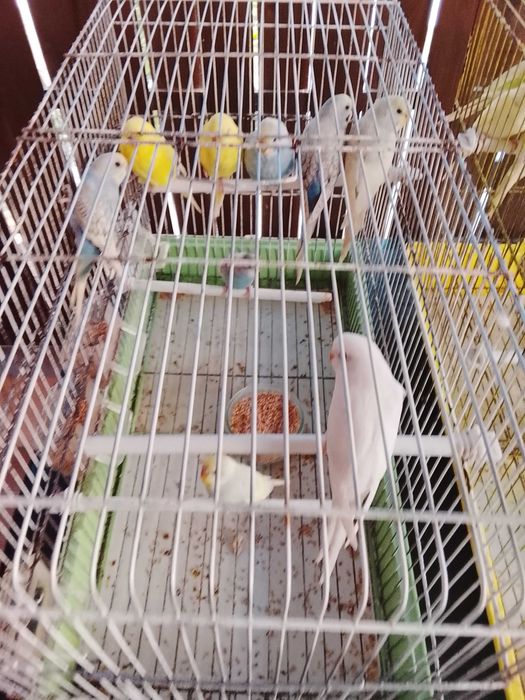 Piriquitos varias cores