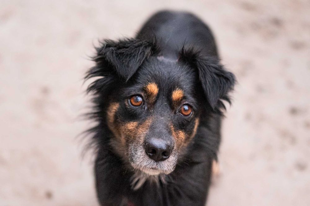 KENLY - pragnąca bliskości sunieczka o wiernych, bursztynowych oczkach