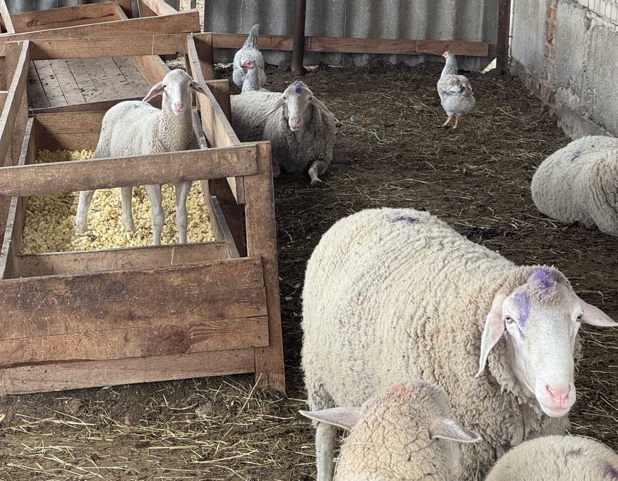 Овцы, порода Мериноландшаф