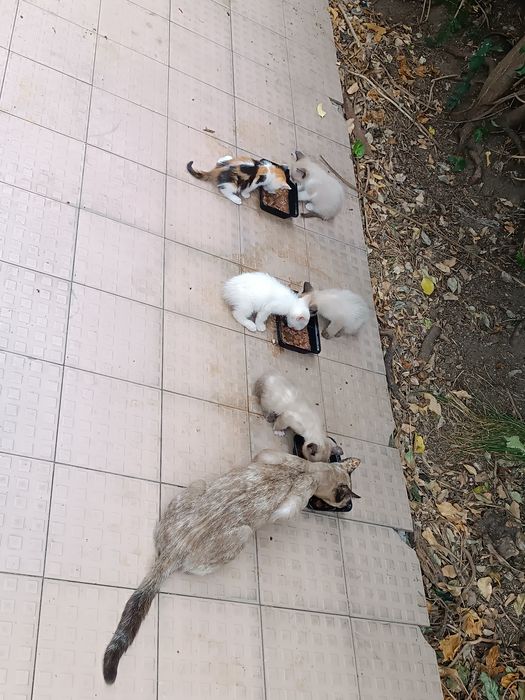 Doação de gatinhos bebés
