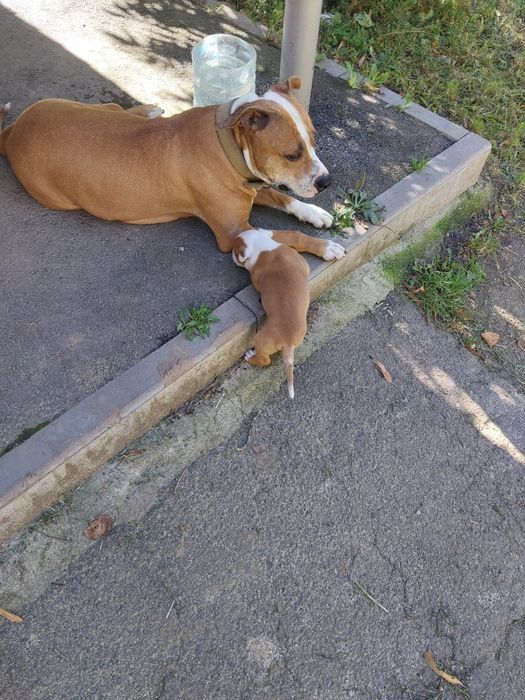 Американский стафф