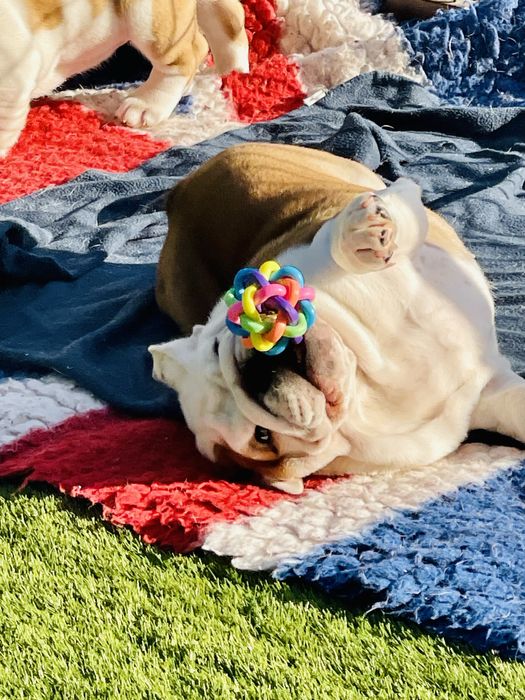 Cachorro Bulldog Inglês disponível