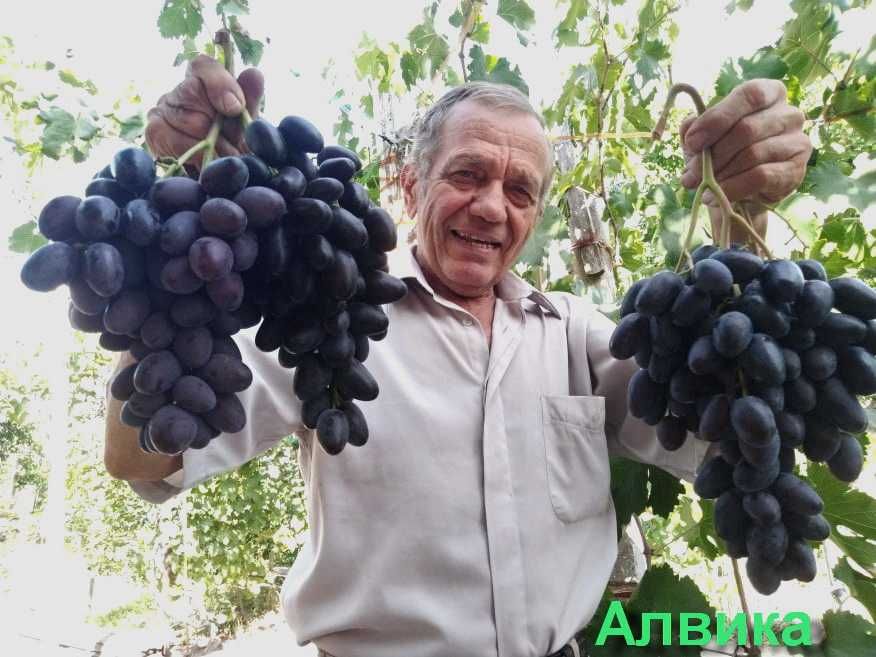 Виноград Алвика Фото